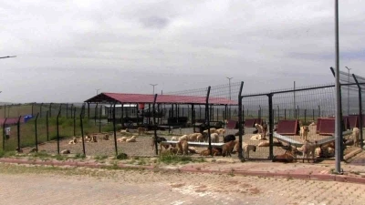 Türkiye’ye örnek model: Siirt’ten sokak hayvanları sorununa kalıcı çözüm
