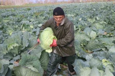 Turşuların başrol oyuncusu lahananın hasadına devam ediliyor
