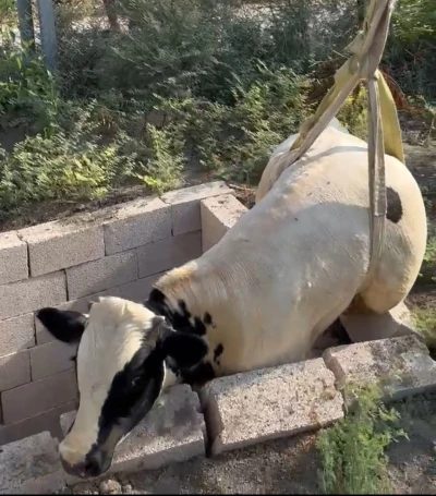 Tuvalet kuyusuna düşen boğa itfaiye ekipleri tarafından kurtarıldı
