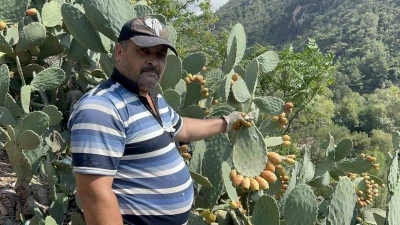 Uçurum kenarında yetişen dikenli incir, lezzetiyle zahmetinin önüne geçiyor

