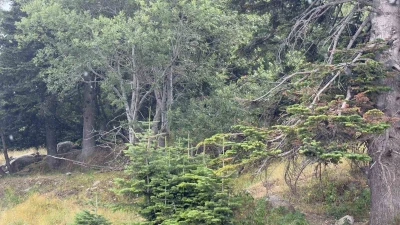 Uludağ 10 dakikalık yaz yağmuruyla serinledi
