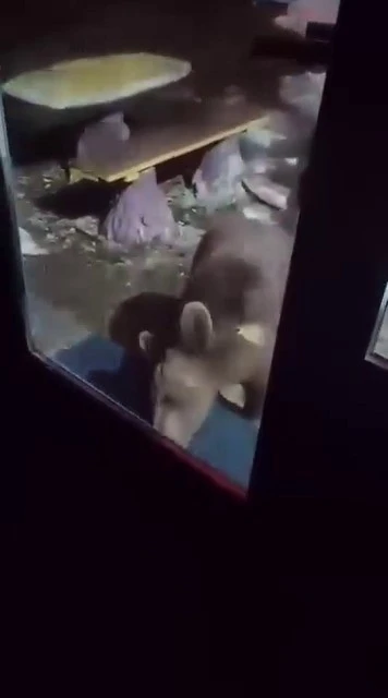 Uludağ&rsquo;da ayı ailesi kamerada...Ani hareket paniğe neden oldu
