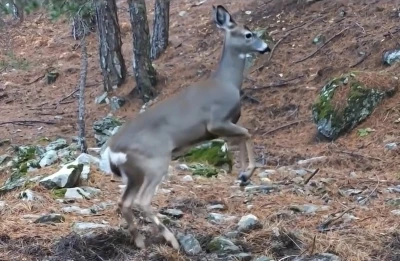 Uludağ&rsquo;da fotokapana yakalanan karacanın sevimli halleri
