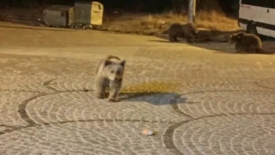 Uludağ’da gece yarısı ayı sürprizi
