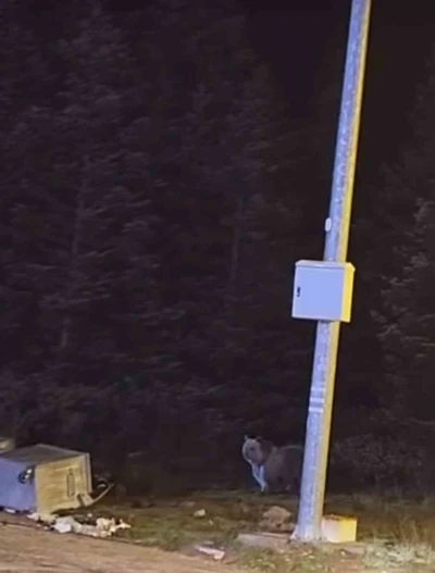 Uludağ’da kış uykusuna yatmayan ayılar, çöp konteynerlerini talan etti
