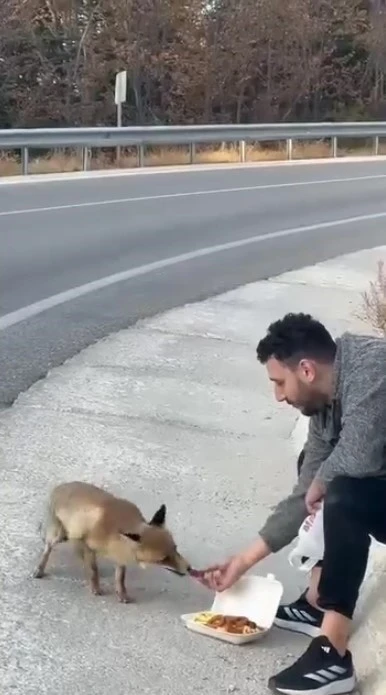 Uludağ yolunda sıra dışı karşılaşma
