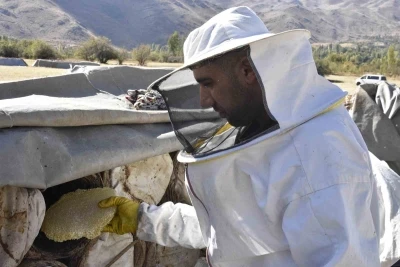 Uluslararası ödüllü Bitlis karakovan balında hasat zamanı
