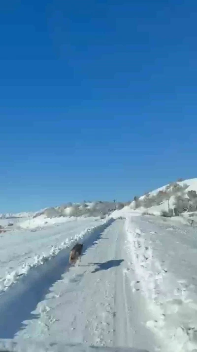 UMKE ekiplerinin hasta yolculuğuna kurt eşlik etti
