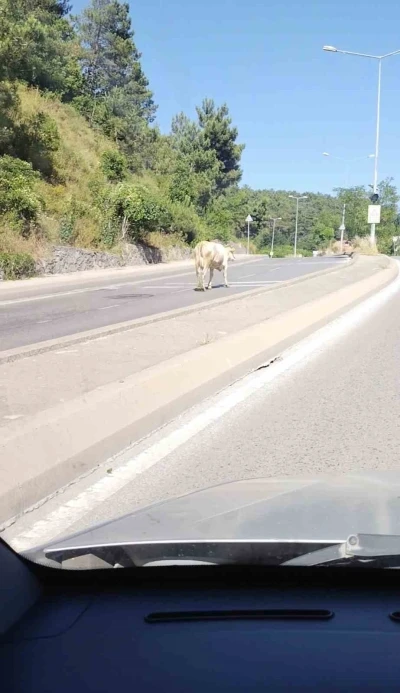 &Uuml;mraniye&rsquo;de cadde ortasında başıboş inek g&ouml;r&uuml;nt&uuml;lendi

