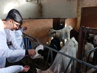 Üniversite öğrencileri Van’da sertifikalı sığır yetiştiriciliği eğitimine katıldı
