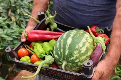&Uuml;reten Bodrum&rsquo;da hasat devam ediyor
