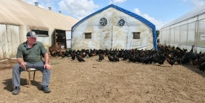 Üreticilere yüzde 50 hibeli 16 bin tavuk
