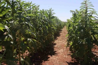 Urfa susamı yeniden tezgahlara inecek
