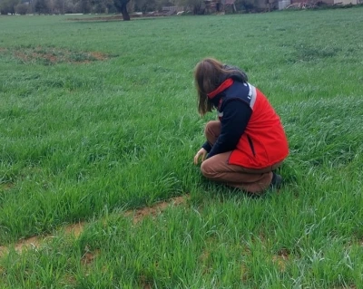 Uşak İl Tarım ve Orman M&uuml;d&uuml;rl&uuml;ğ&uuml; ekiplerince sarı pas hastalığına karşı &uuml;reticileri bilgilendirdi
