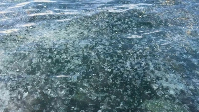 Üsküdar’da hayrete düşüren görüntü: Binlercesi kıyıya vurdu
