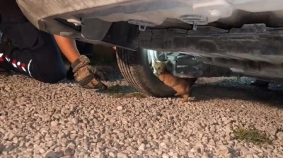 Üşüyerek aracın motoruna giren yavru kedi, itfaiye ekiplerinin çalışmasıyla kendiliğinden çıktı
