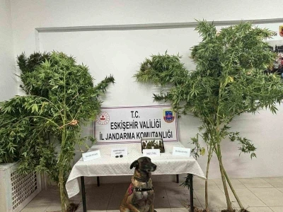 Uyuşturucu bitkisi eken şahıs jandarma tarafından yakalandı
