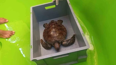 Üzerine file ve çuval dolanıp lenfleri zarar gören Yeşil Deniz Kaplumbağası kurtarıldı
