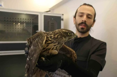 Uzmanı uyardı: &quot;Bulduğunuz yaralı yabani hayvanlara dokunmayın&quot;
