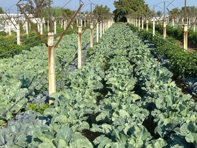 Üzüm bağında sebze üretimiyle çifte kazanç
