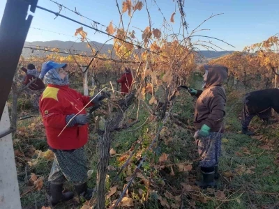 &Uuml;z&uuml;m bağlarında kadın istihdamı artıyor
