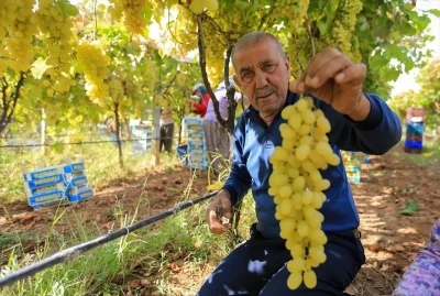 Üzüm fiyatlarındaki düşüş üreticileri tedirgin etti
