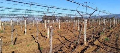 &Uuml;z&uuml;m &uuml;reticisi yenilik peşinde
