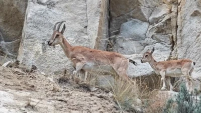 Uzundere’de dağ keçileri görüntülendi
