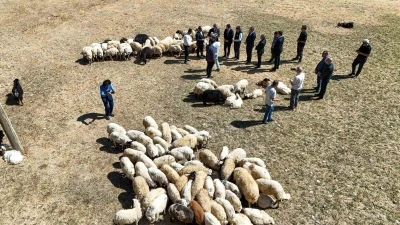 Vali Balcı: &quot;Çiftçilerimize 240 bin koyun verdik&quot;
