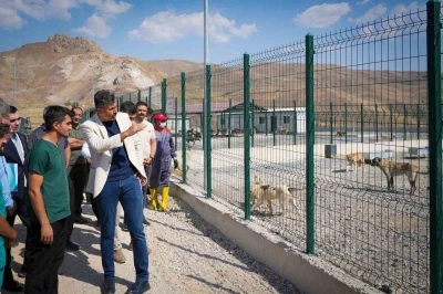Vali Çelik: &quot;Sokak hayvanları için güvenli, sağlıklı yaşam alanları oluşturuyoruz&quot;
