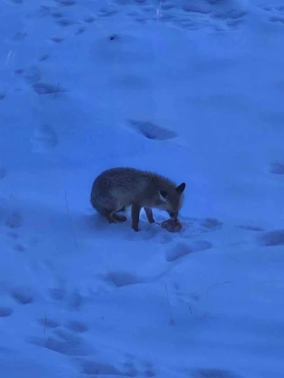 Valilik bah&ccedil;esindeki davetsiz misafir g&uuml;l&uuml;msetti
