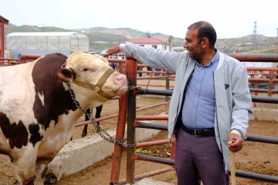 Van canlı hayvan pazarında Kurban Bayramı hareketliliği başladı
