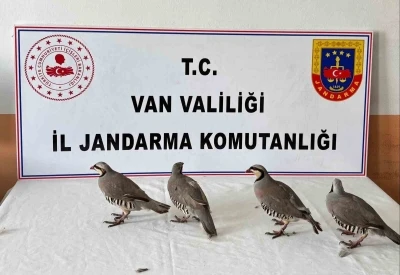 Van&rsquo;da 4 keklik ele ge&ccedil;irildi
