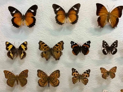 Van’da binlerce kelebeğin korunduğu araştırma koleksiyonu büyüyor

