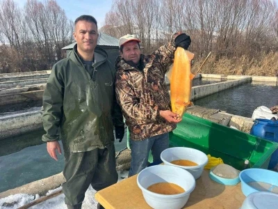 Van&rsquo;da binlerce ton kapasiteli tesislerde alabalık sağımı başladı
