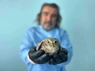 Van&rsquo;da bitkin d&uuml;şen yaban hayvanlarına şefkat eli
