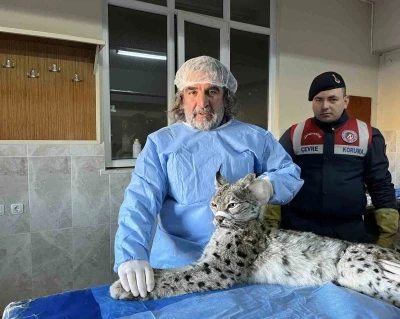 Van’da bitkin halde bulunan vaşak tedavi altına alındı
