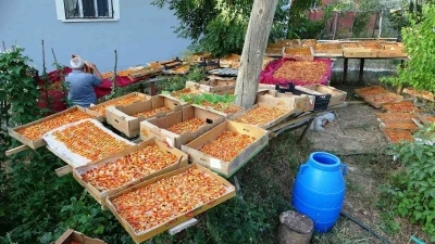 Van’da kayısı kurutma dönemi başladı
