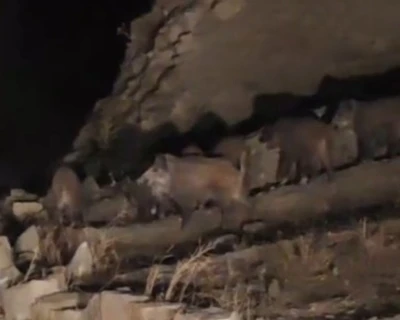 Van’da mahalleye inen domuz sürüsü görüntülendi
