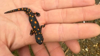 Van’da nadir rastlanan benekli semender görüldü
