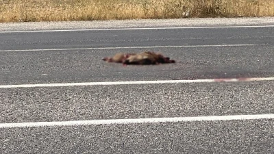 Van’da otomobil domuza çarptı
