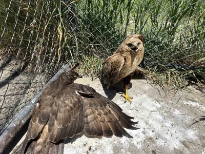 Van&rsquo;da yaban hayatına şefkat eli: 150 hayvan tedavi edildi
