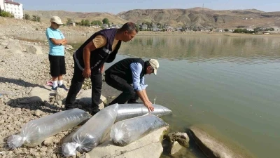 Van’daki göllere 450 bin yavru sazan bırakıldı
