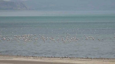 Van Gölü Havzası misafirlerini ağırlıyor
