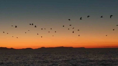 Van Gölü sahillerinde kuşların akşam göçü
