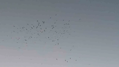 Van Gölü üzerinde kuş sürüsünün görsel şöleni
