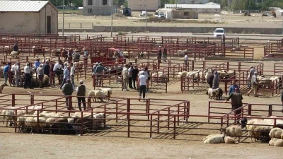 Van Hayvan Pazarı yeniden hizmete başladı
