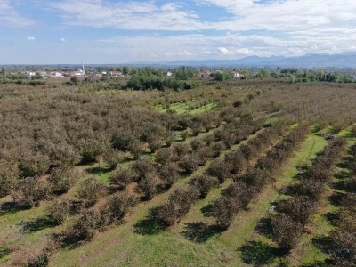 Verimli topraklar ağaçlarla kaplanıyor: Çarşamba Ovası tarımdan uzaklaşıyor
