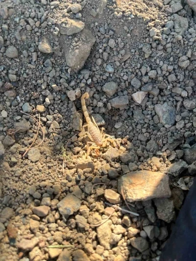 Vişne toplarken akrep sokan şahıs hastaneye kaldırıldı
