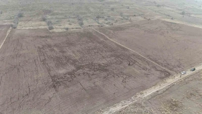 Yaban domuzları arpa ve buğday ekili tarlayı adeta haritaya &ccedil;evirdi

